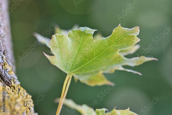 Fototapeta Leaf - Blatt