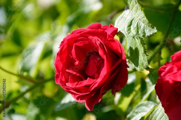 Fototapeta rote Rose