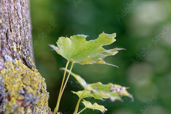 Fototapeta Leaf 1 - Blatt