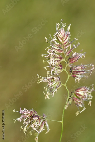 Fototapeta Flower - Blume