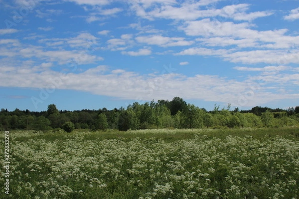 Obraz landscape with green field and blue sky 3