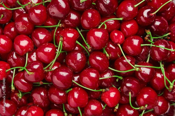 Obraz Zamknij się stos dojrzałych wiśni z łodygami i liśćmi. Duży zbiór świeżych czerwonych wiśni. Tło dojrzałe wiśnie