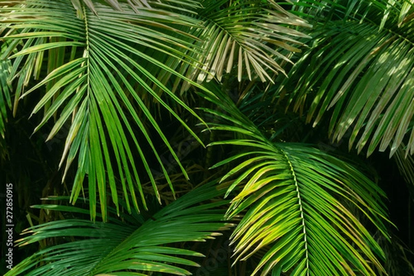 Fototapeta Nature image of green leaves of Palm tree.