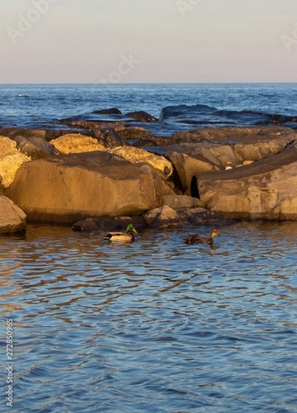 Fototapeta Oceangoing ducks at sunset.