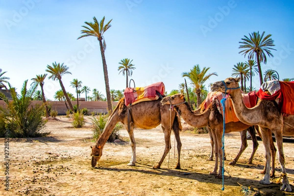 Fototapeta Camels with typical Berber saddles in a Palmeraie near Marrakesh, Morocco. The sahara desert is situated in Africa. Dromedars are staying in sand.