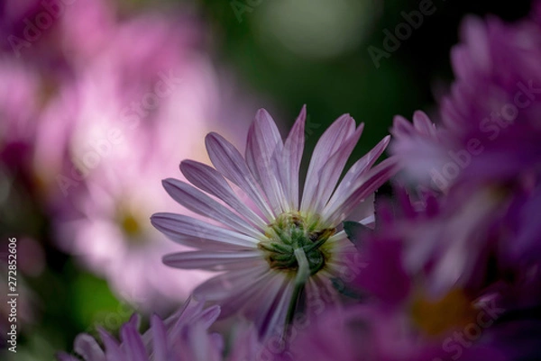 Obraz A PINK FLOWER IN A GARDEN