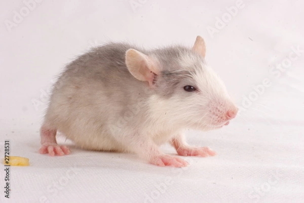 Fototapeta small rat