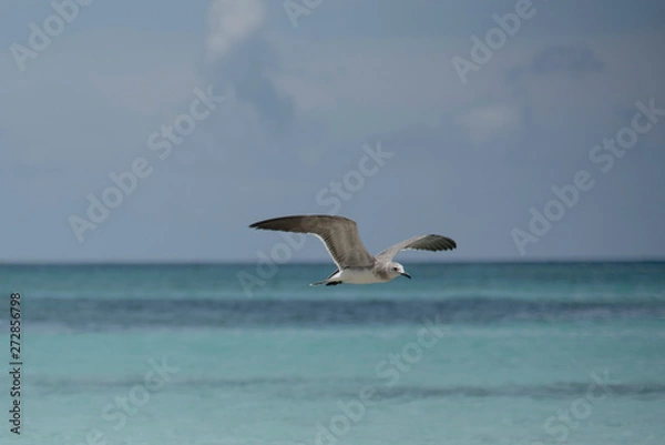Obraz SEAGULL ON A BEACH