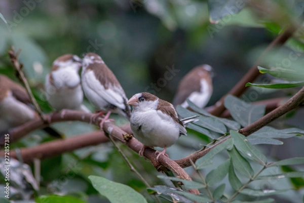 Fototapeta BIRDS IN A TREE
