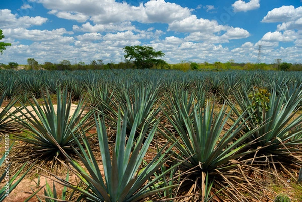 Obraz The field of agave planted for the manufacture of tequila