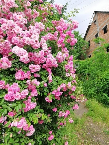 Fototapeta smartcapture