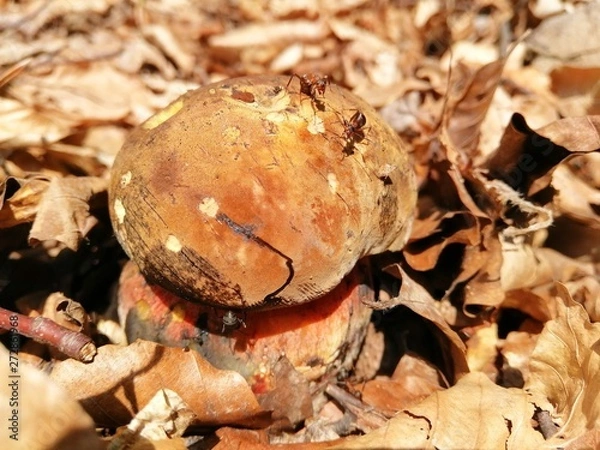 Fototapeta smartcapture