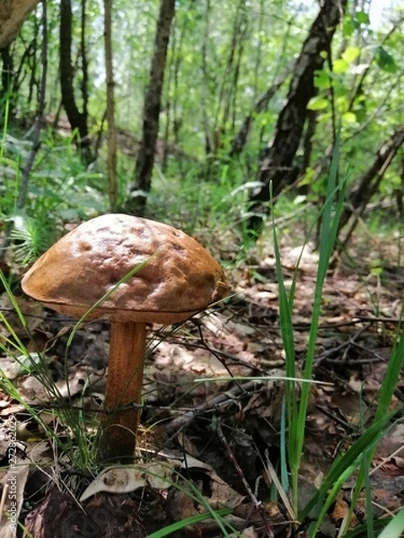 Fototapeta smartcapture