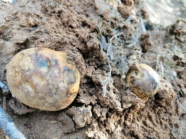 Fototapeta smartcapture