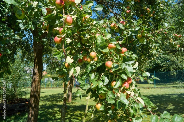 Fototapeta Red apples on a apple tree in front of a blue sky; (Malus domestica)          
