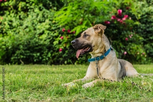 Fototapeta Portrait of happy young beige and black dog with mouth open showing teeth, tongue sticking out, laying on green grass. Summer day in a park. Bush with red roses in background.