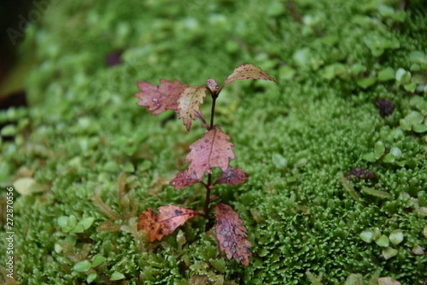 Obraz verkannte Eiche