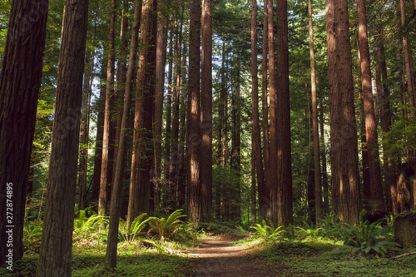 Fototapeta Fog and light rays in the redwood forests of Northern California