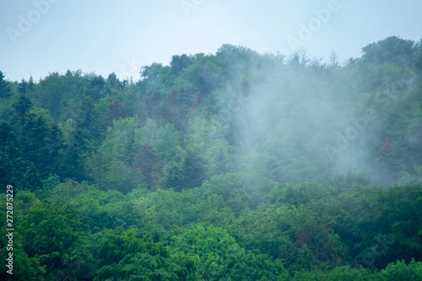 Fototapeta Wald Nebel Moody