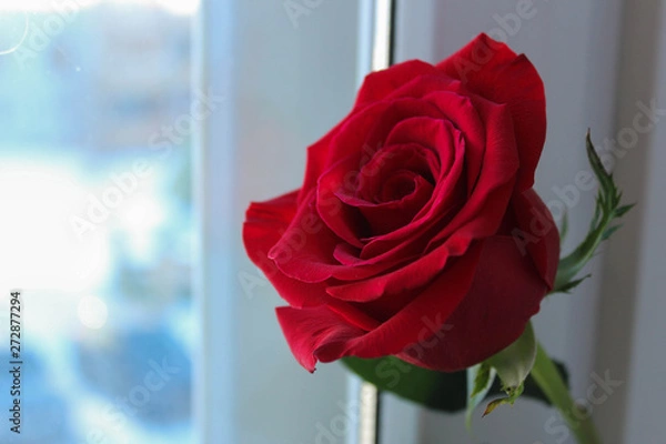 Obraz bright red rose against the window