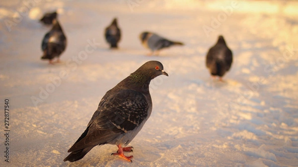 Obraz pigeons walking on the snow
