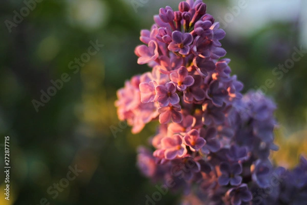 Obraz beautiful purple lilac branch at sunset on the background of green leaves