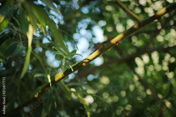 Obraz green branch of a tree with bokeh
