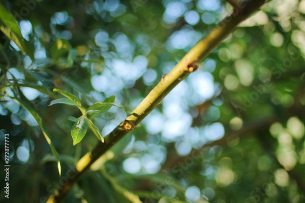 Obraz green branch of a tree with bokeh
