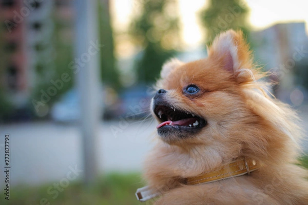 Obraz Spitz dog on the background of the summer city