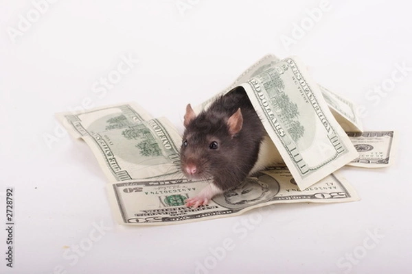 Fototapeta money rat
