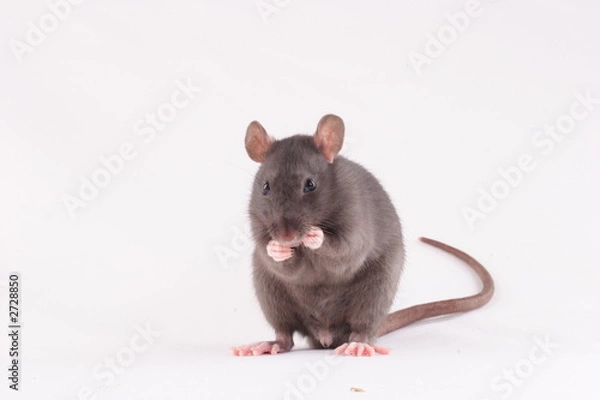 Fototapeta rat