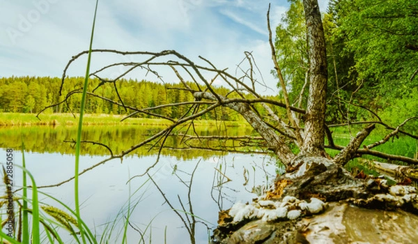 Fototapeta Nøklevann, noklevann, jezioro, oslo, norwegia, norge, norway, drzewo, woda, starorzecze, ostmarka, Østmarka, skandynawia, scandinavia