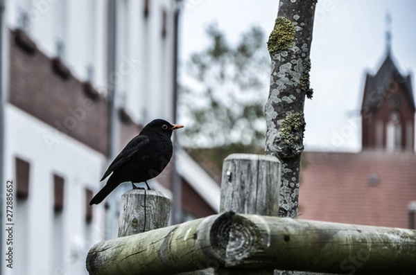 Obraz bird on feeder