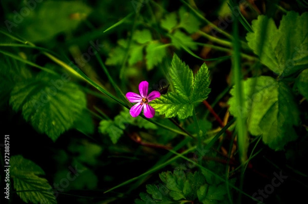 Obraz flower in the garden