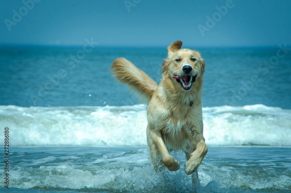 Obraz dog on the beach