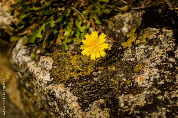 Obraz lichen on rock