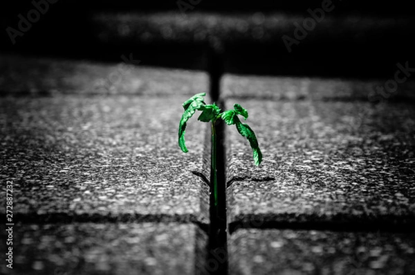 Obraz green