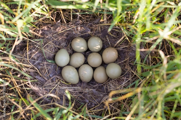 Obraz ten pieces of pheasant eggs in a nest