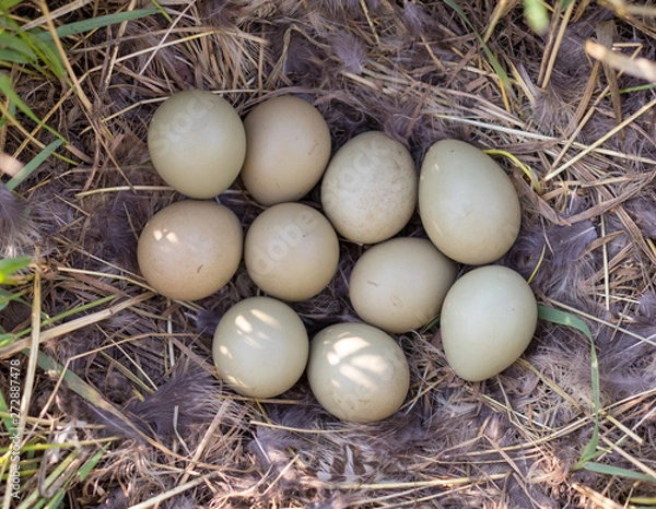 Obraz ten pieces of pheasant eggs in a nest