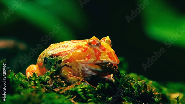 Fototapeta Frog on flower