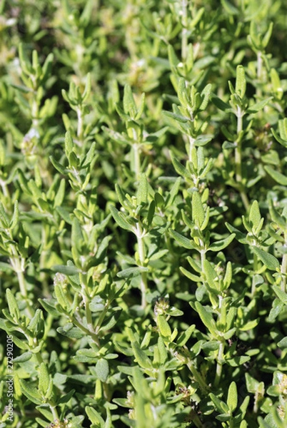 Obraz Thym frais 