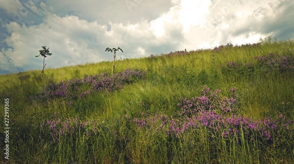 Obraz Violet islands of flowers.