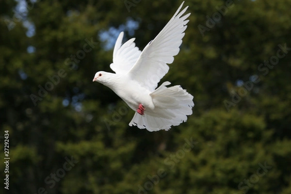Obraz White dove flying