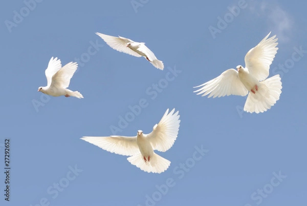 Obraz White Dove latanie