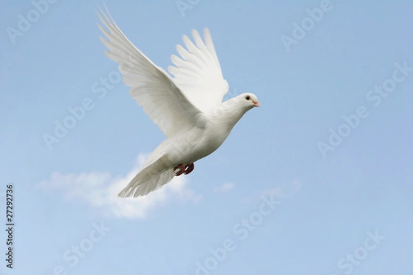 Obraz White dove flying