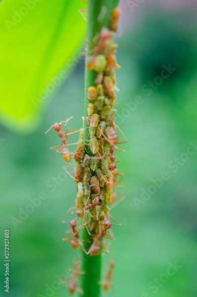 Fototapeta Group of aphid with red ant on tree branch