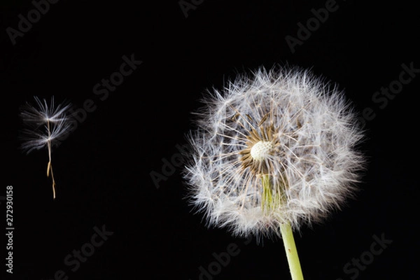Fototapeta Dandelion clock, close-up, macro - Image .