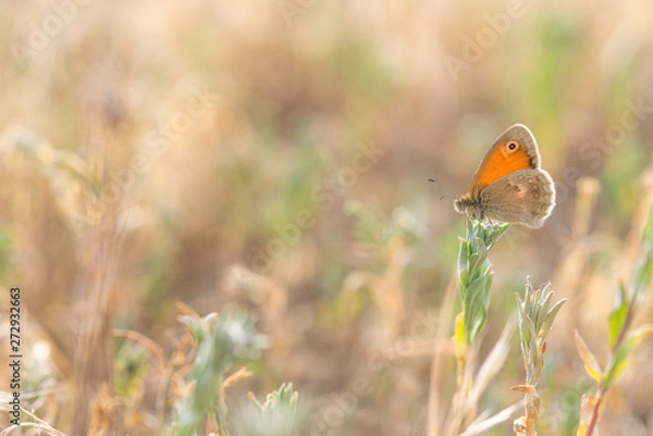 Obraz Orange butterfly on the green plant with soft background
