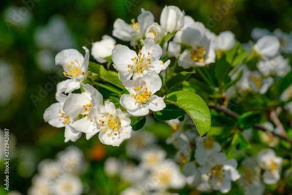 Fototapeta Blühender Obstbaum