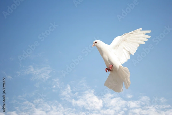 Obraz White dove flying